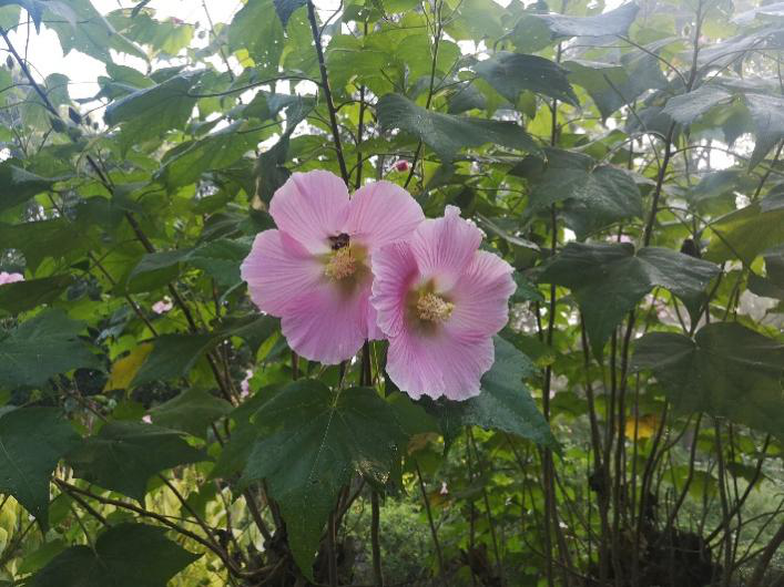 木芙蓉花图片大全（变脸比翻书还快的木芙蓉）