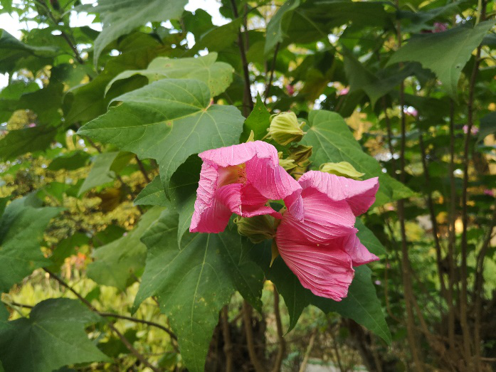 木芙蓉花图片大全（变脸比翻书还快的木芙蓉）