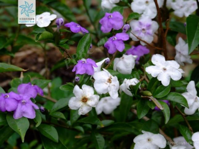 木芙蓉花图片大全（变脸比翻书还快的木芙蓉）