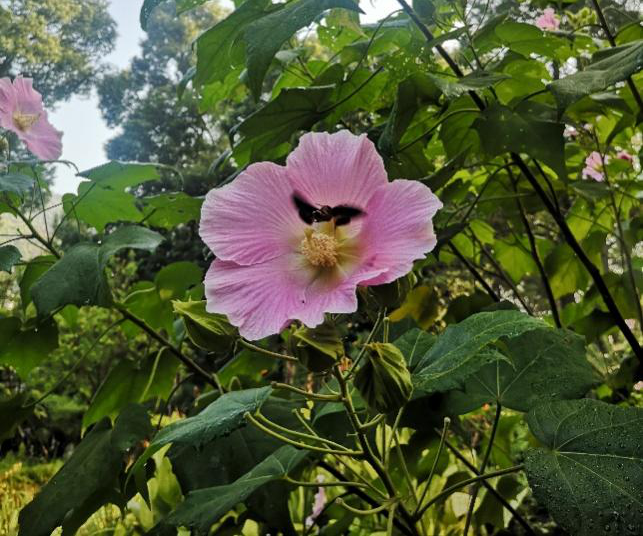 木芙蓉花图片大全（变脸比翻书还快的木芙蓉）