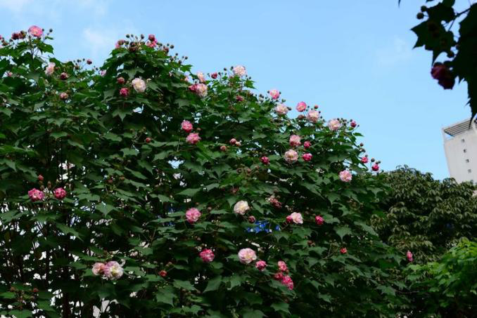 木芙蓉花图片大全（变脸比翻书还快的木芙蓉）