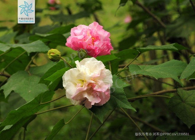 木芙蓉花图片大全（变脸比翻书还快的木芙蓉）