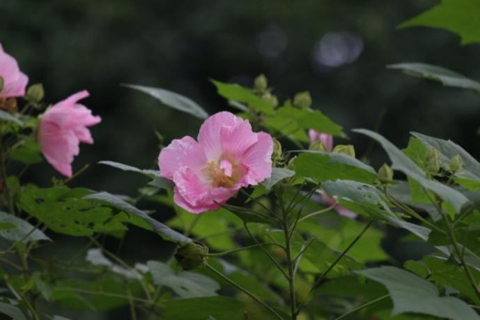 木芙蓉花图片大全（变脸比翻书还快的木芙蓉）