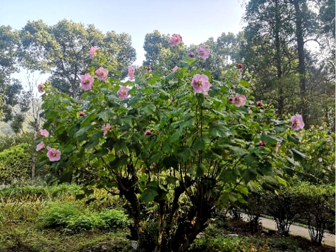 木芙蓉花图片大全（变脸比翻书还快的木芙蓉）