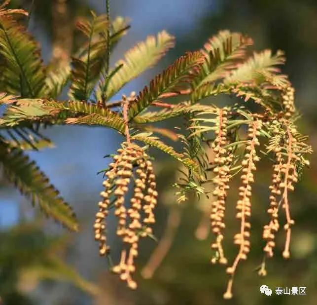 水杉是什么植物,