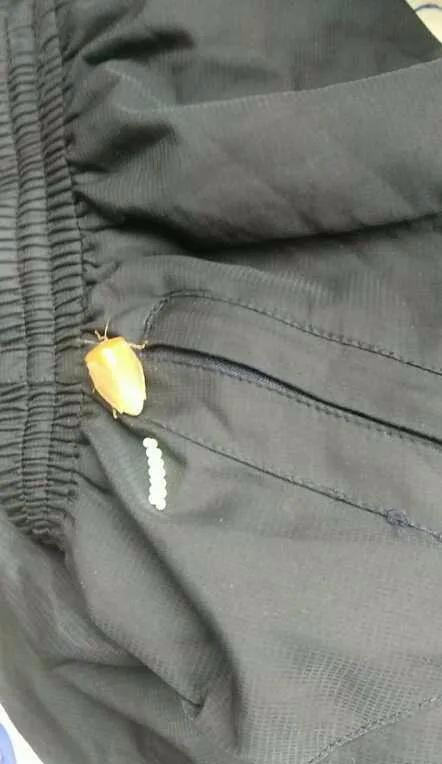 一小区有住户遭臭屁虫"入侵",不仅臭还产卵