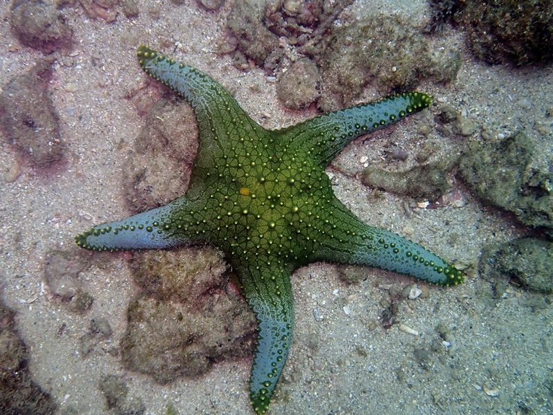 镶宝石海星,美丽又能吃的海星