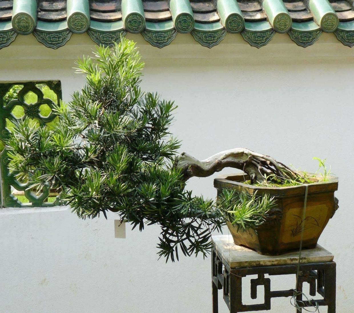 罗汉松株型独特，寓意好侧芽茂盛，这么名贵的盆景你会养吗？