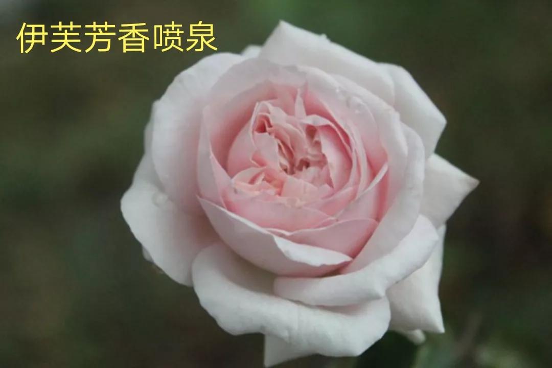 白荔枝玫瑰花语是什么（常见切花月季一览）