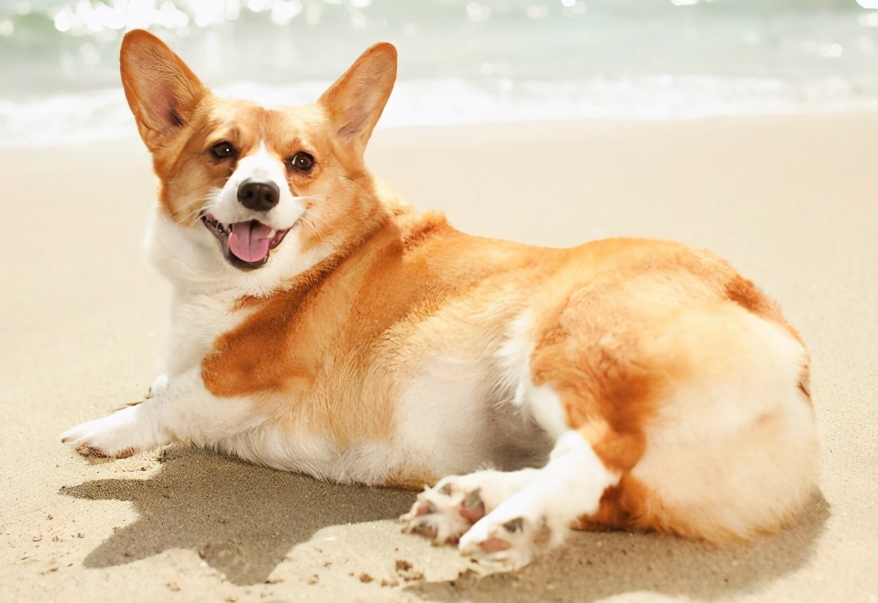 区别"纯种柯基和串串柯基",看这6个细节就知道了