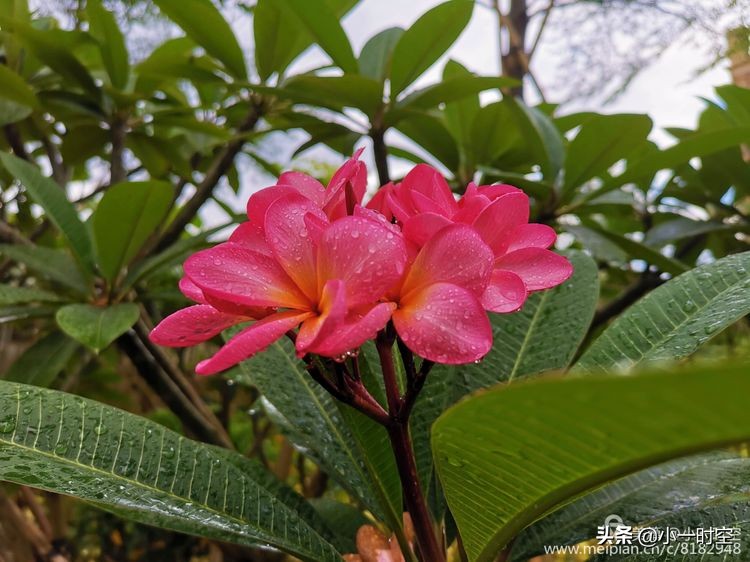 诗情花意：初秋雨晴花意浓