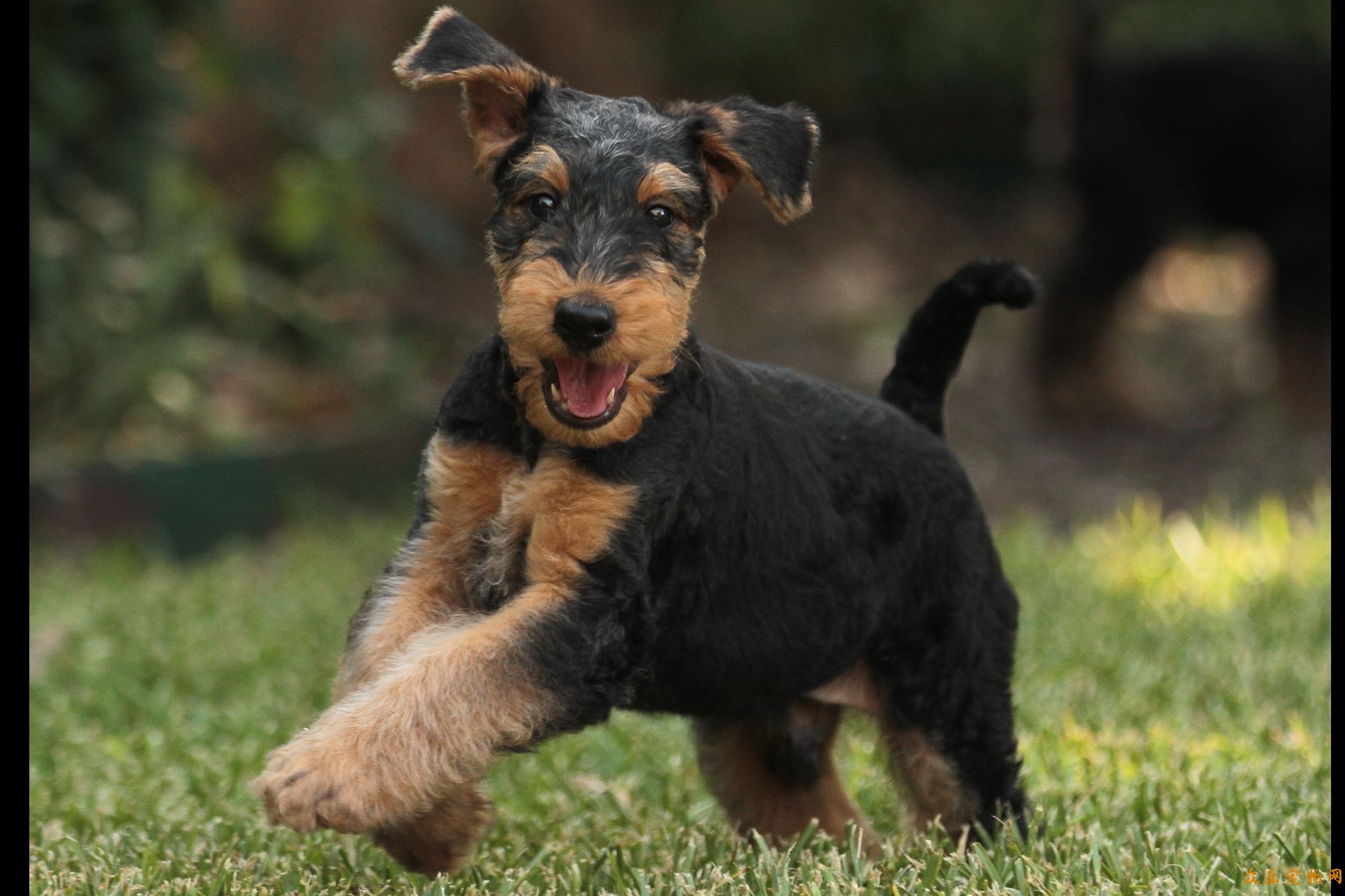 世界犬种智商排名榜前 30 名的聪明狗狗