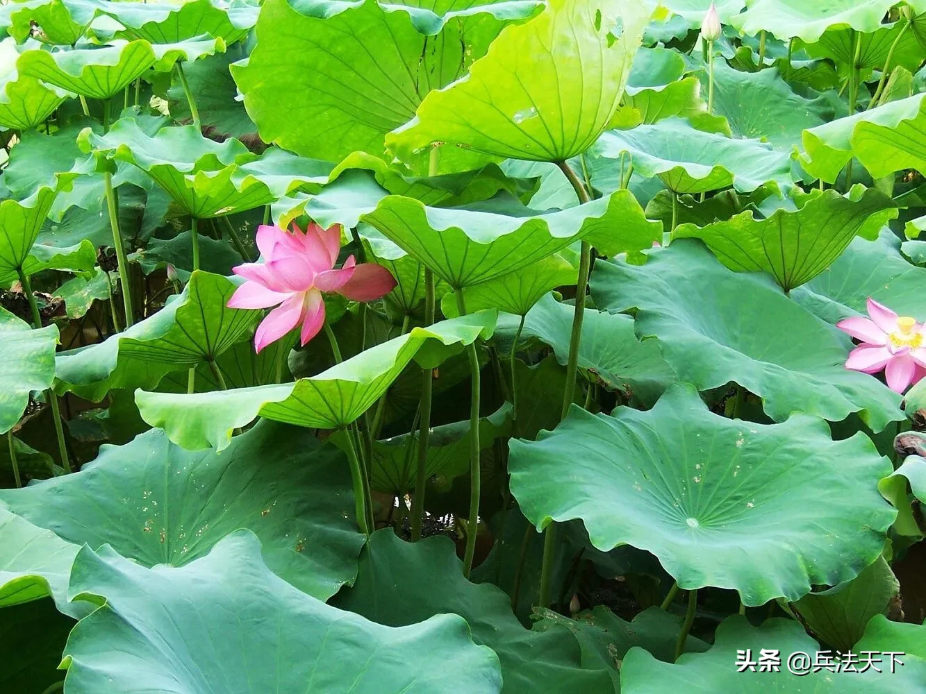 盛夏的味道|始于那一声声的蝉鸣。