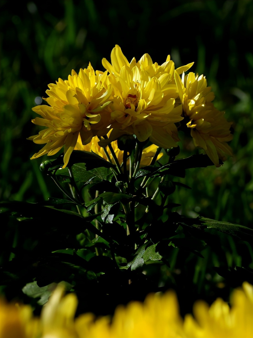 菊花，就是秋日最美的诗词，十二首晚菊诗词，傲骨迎霜，优雅美艳
