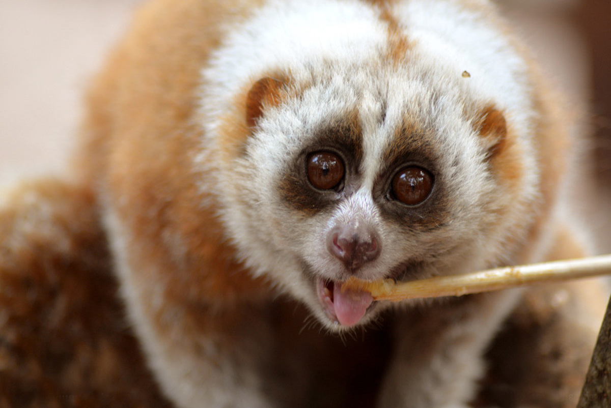 蜂猴:因可爱险些被人捕捉殆尽,看似人畜无害,其实却是用毒高手