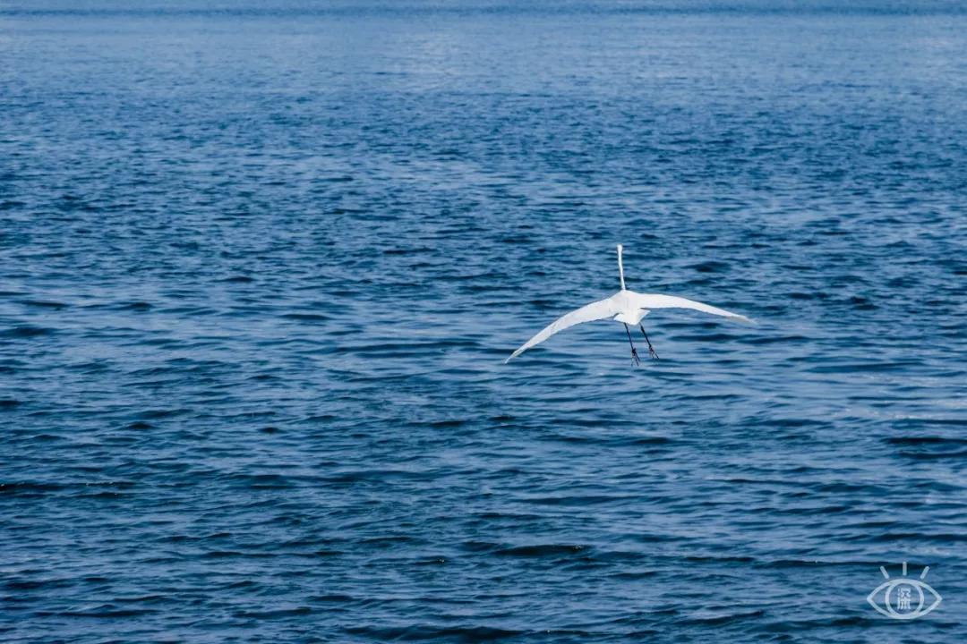 深圳这10个看海地，小众又浪漫