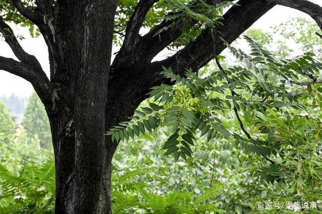 葳蕤兮鲜妍——古诗词中的植物