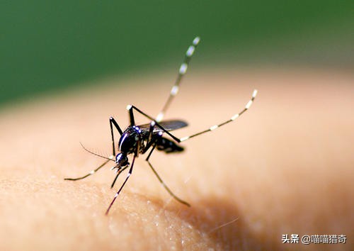 「奇闻趣事」世界十大奇葩职业，闻屁师？舍身饲蚊者？（下）