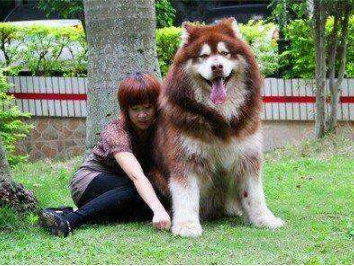养阿拉斯加犬的7大坏处有哪些？