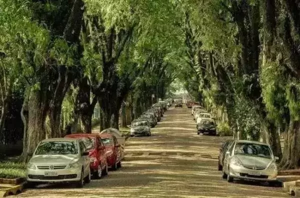 世界最美林荫道,在武汉的它必须拥有姓名