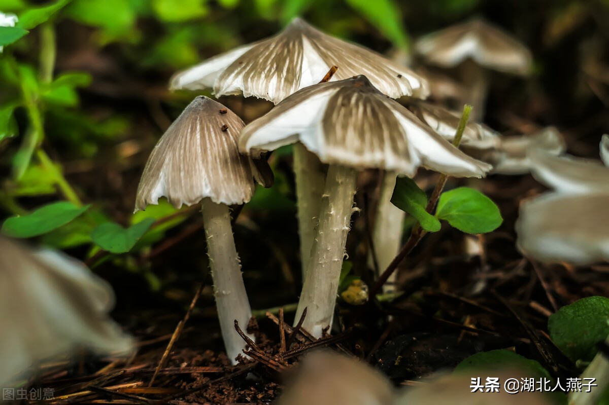 农村能吃的野菜100种大全(教你认识100种野菜和吃法)