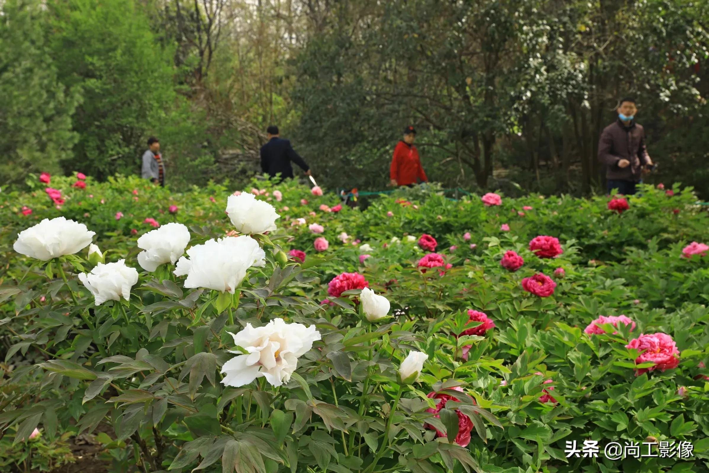 惟有牡丹真国色，花开时节惹人醉