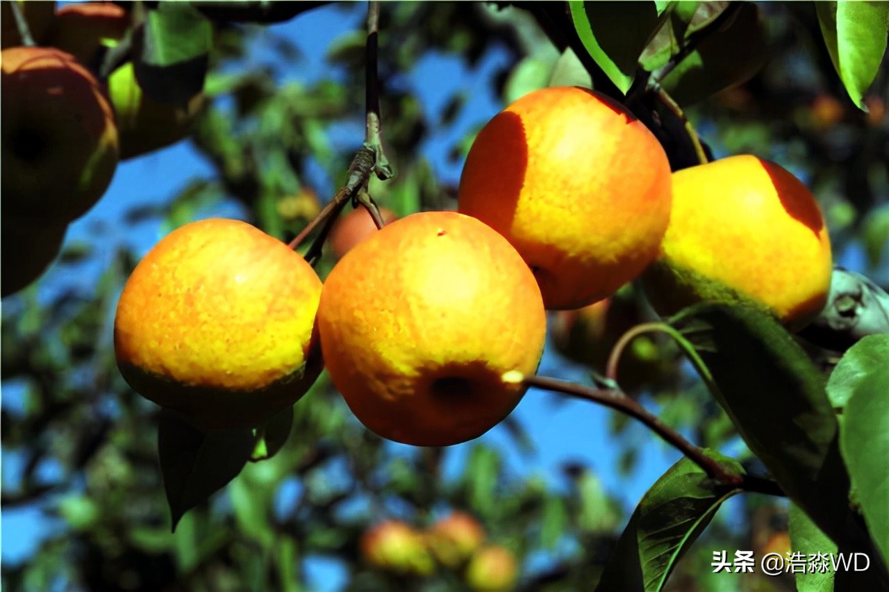 圣泉山人文举萃〔八章〕