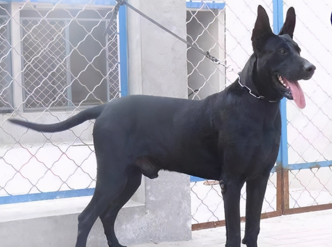 这6种黑色狗狗,都是很稀有的,你见过几种?