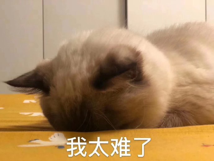 猫咪表情包合集｜大人说话，小孩别插嘴