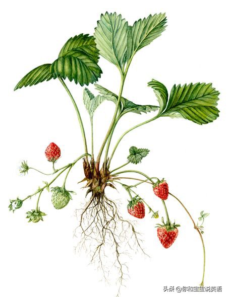 采摘亲子英文+科普—草莓蓝莓、萝卜白菜，谁长地上，谁长藤上？