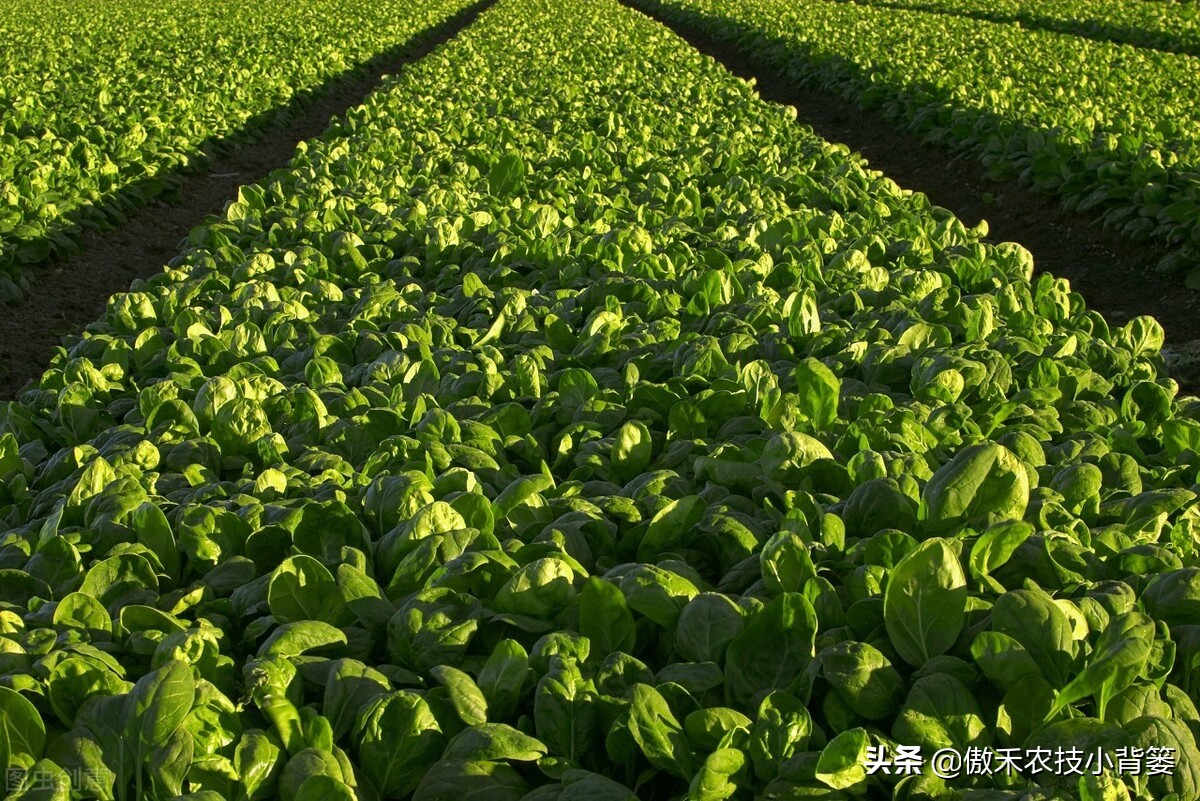 学会菠菜四季种植的管理技巧，出苗齐、长得快、产量大、品质好