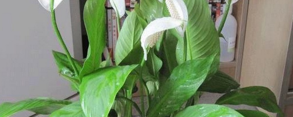 白掌叶子发黄怎么办？一帆风顺花黄叶原因及解决方法