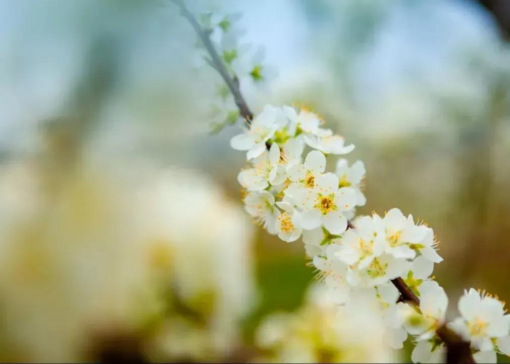 成都1.5h刹拢幽静山野，赏梨花、油菜花、桃花…不收门票