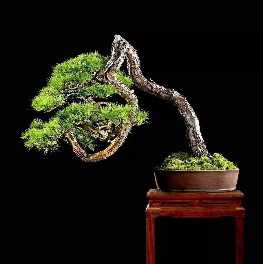 松树盆景养护与管理(从零学会的松树盆景造型技艺)