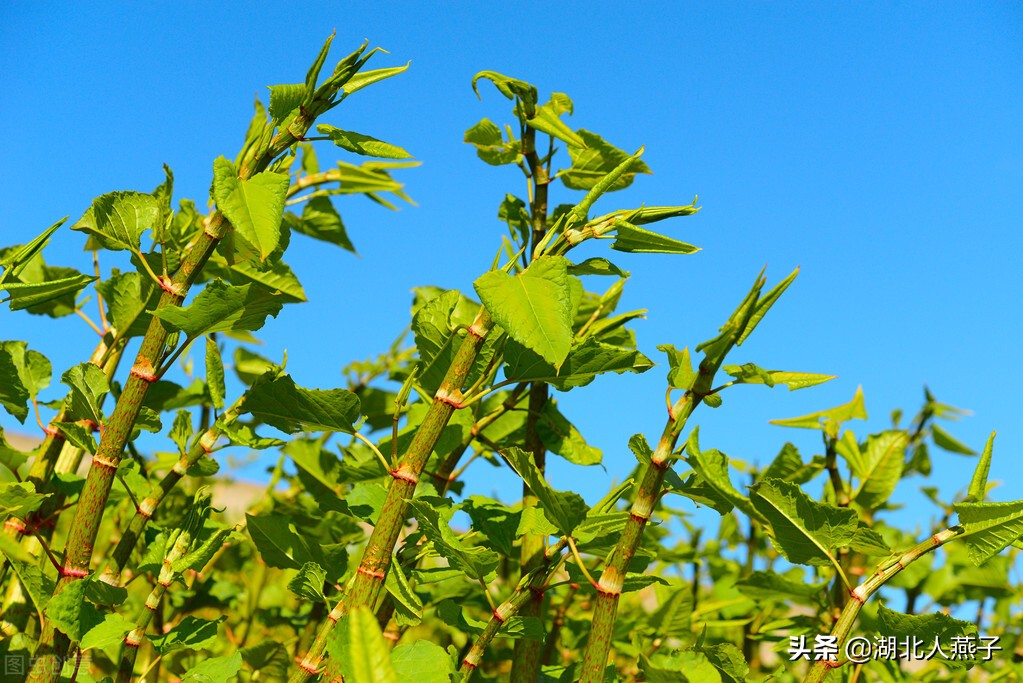 农村能吃的野菜100种大全(教你认识100种野菜和吃法)