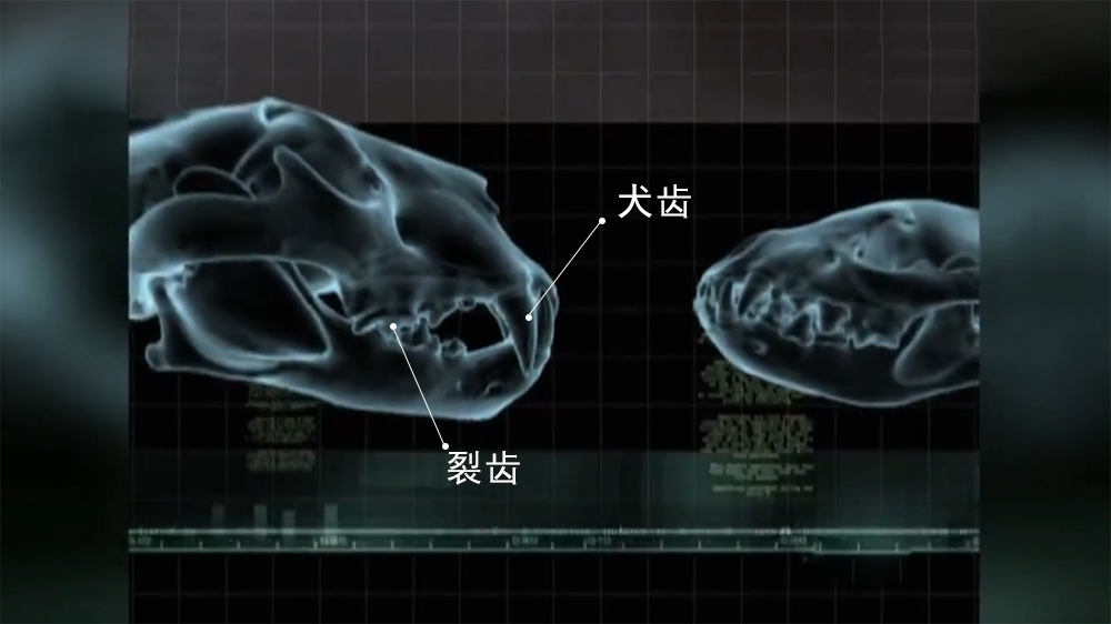 猎豹真的打不过斑鬣狗吗？豹：有本事别“趁火打劫”