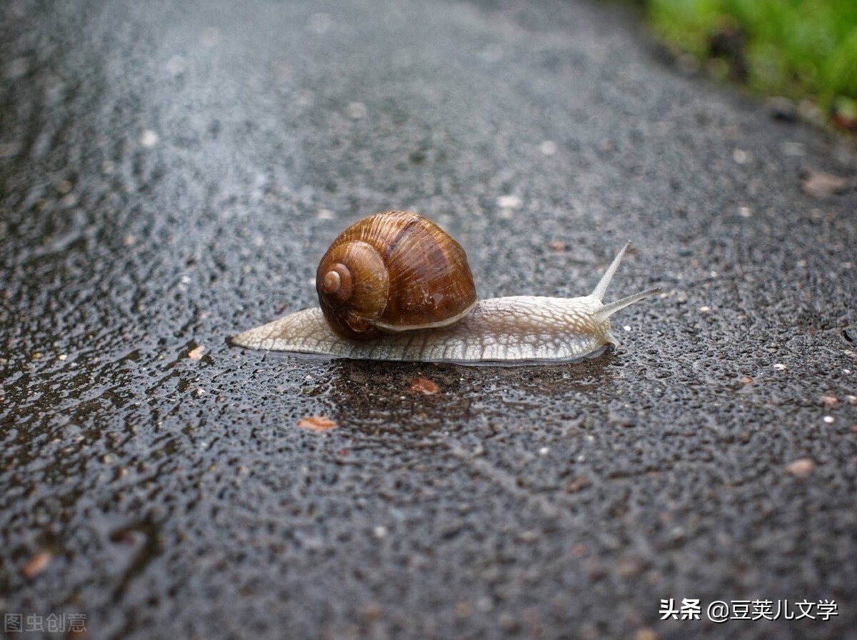 春日黄莺啼鸣：自然与诗意的交响曲