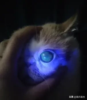 猫咪眼部分泌物不容忽视！预防眼部疾病，清洁和健康饮食很重要