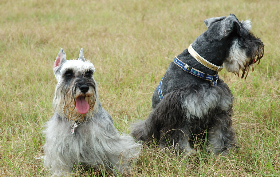 雪纳瑞的寿命一般是多少年