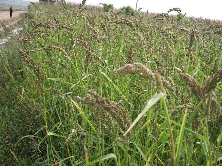 稗子与麦子,水稻共同吸收养份,是恶性杂草,败家子中的"败"就是稗子