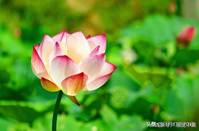 七佛译师两次“破戒”娶妻，因正史记载而扑朔迷离，今有望澄清