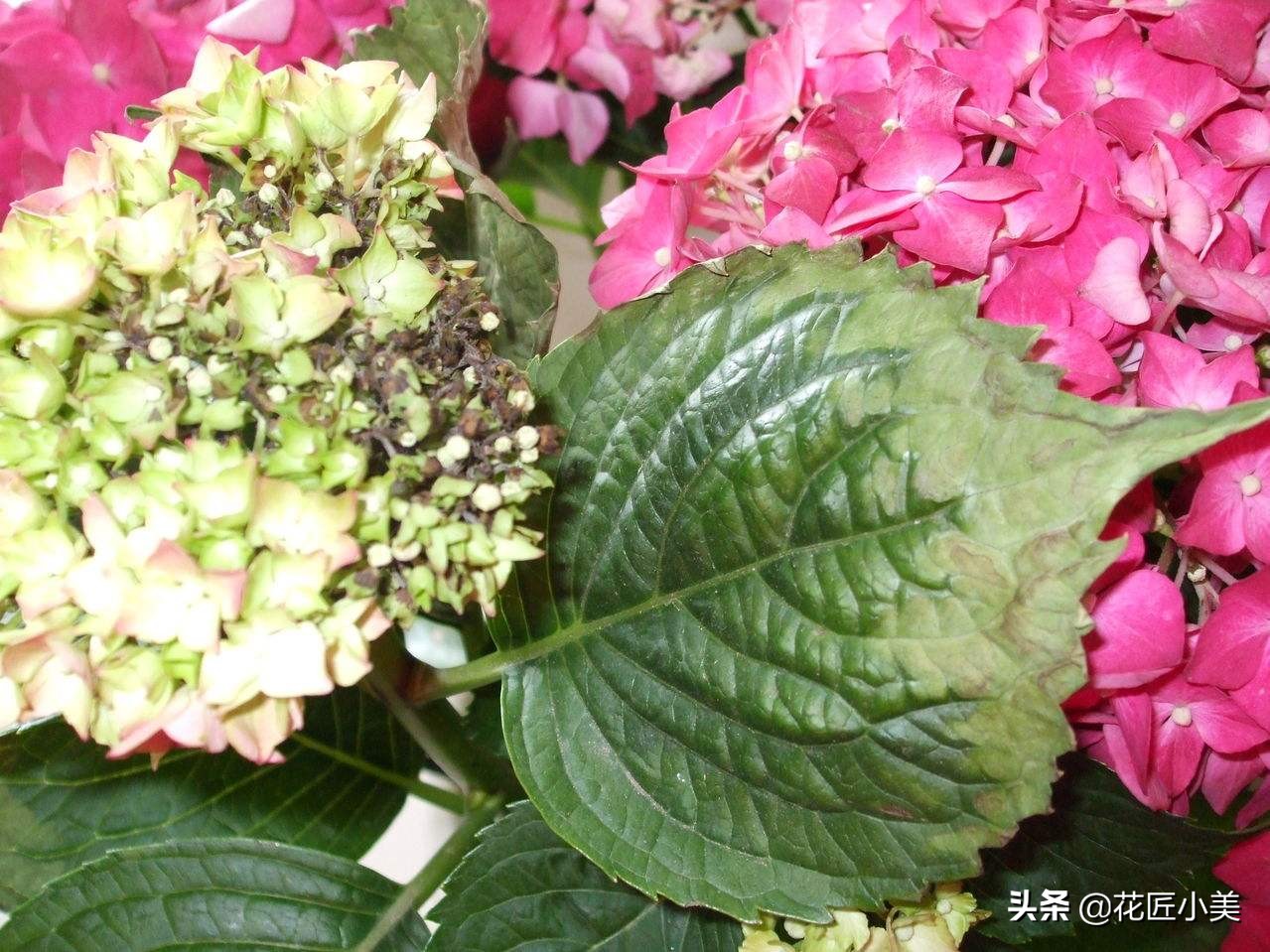 绣球花什么时候开花（绣球花养护知识大全）