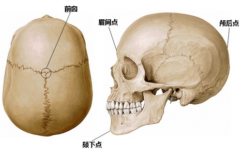 如何使用“骨骼”推算身高？