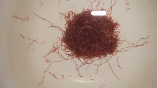 饲养金鱼的活食儿水蚤红虫和线虫