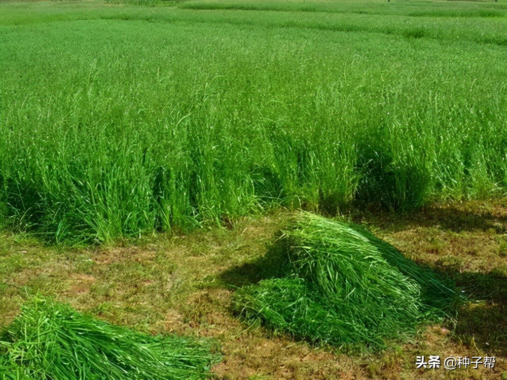 一年生四倍体黑麦草收割技术，如何利用效率高？来看下制作方法