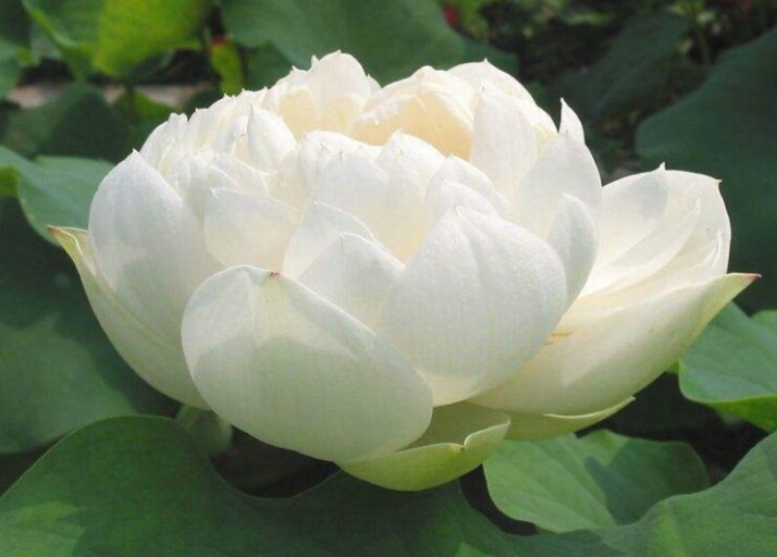 富贵莲:养一盆花香四溢的富贵莲,代表着富贵与吉祥