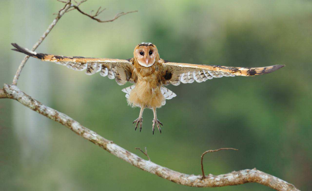 猴面鹰图片(长着一张猴子脸的大鸟) - 赤虎壹号