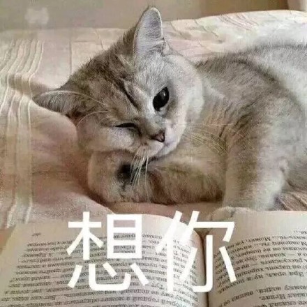 猫咪表情包：电死你个小可爱