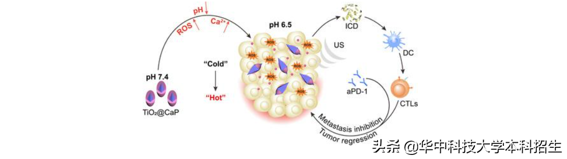 重磅！湖北女教授团队提供肿瘤治疗新策略，实现肿瘤的有效治疗！