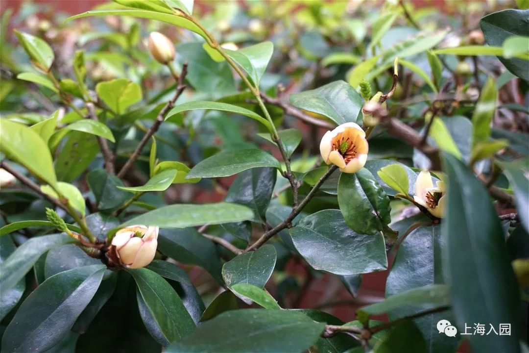 今年竟学费降了！上海首屈一指的热门民办一级园！全市招生有托班